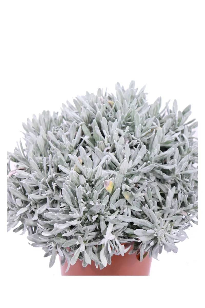 Helichrysum Orientalis v16 egarden.store online
