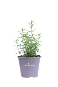 Issopo Officinale - Hyssopus Officinalis v14 egarden.store online