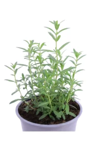 Issopo Officinale - Hyssopus Officinalis v14 egarden.store online