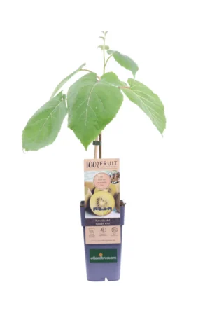 Kiwi Giallo - Actinidia Golden Femmina v15 egarden.store online