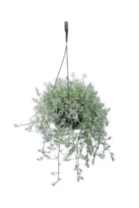 Lotus Maculatus v16 egarden.store online