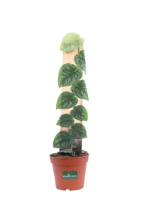 Monstera Dubia v14 egarden.store online