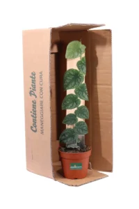 Monstera Dubia v14 egarden.store online