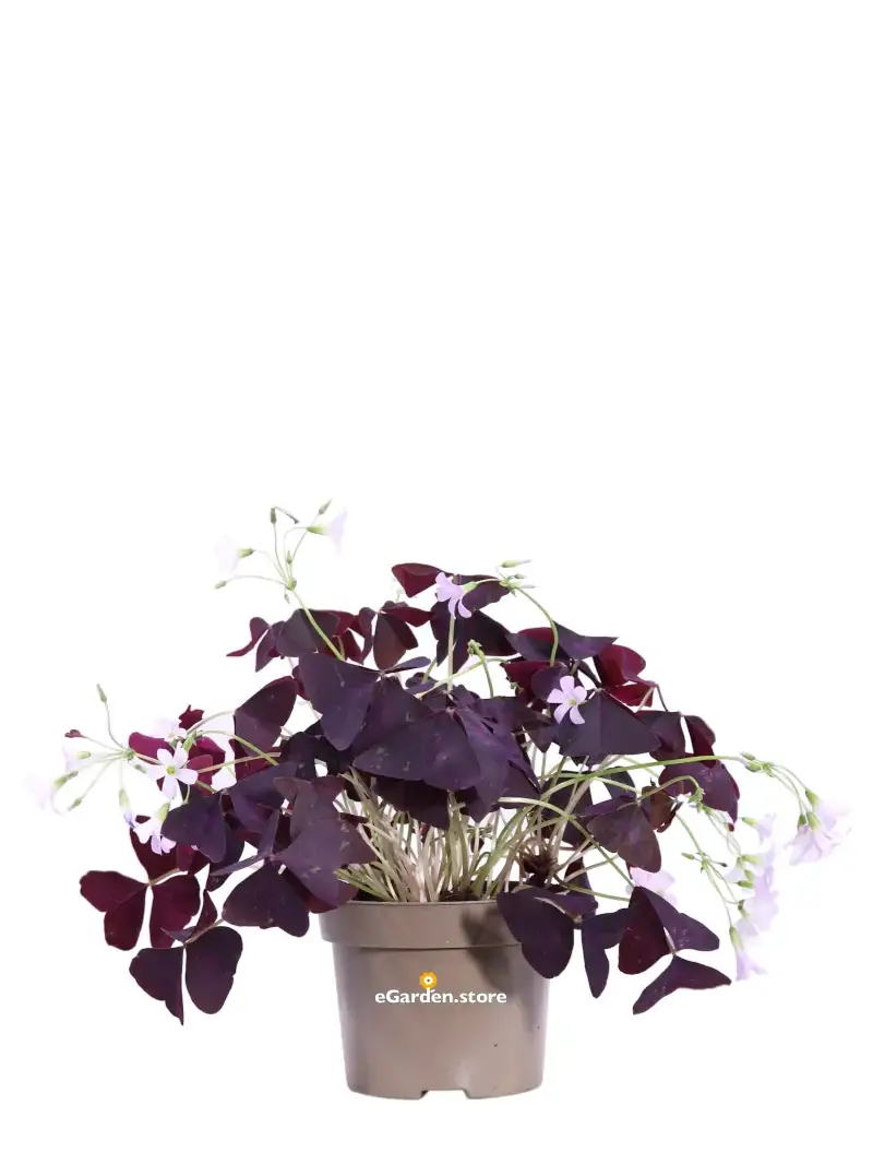 Ossalide Viola - Oxalis Triangularis v.12 egarden.store online