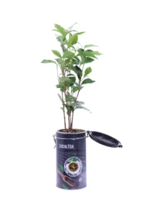 Pianta Del The Deco v11 egarden.store 1 Pianta Del The Deco v11 egarden.store online