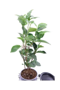 Pianta Del The Deco v11 egarden.store 2 Pianta Del The Deco v11 egarden.store online