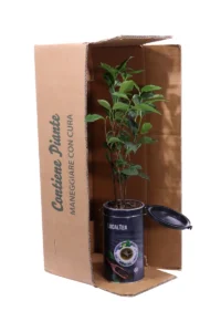 Pianta Del The Deco v11 egarden.store 3 Pianta Del The Deco v11 egarden.store online