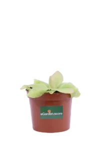 Pinguicula Tina v9 egarden.store online