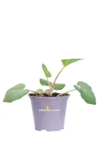 Rabarbaro - Rheum Rhabarbarum v14 egarden.store online