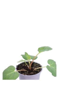 Rabarbaro - Rheum Rhabarbarum