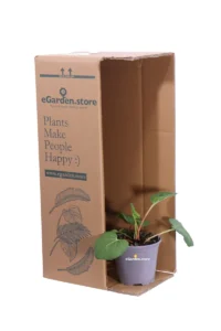 Rabarbaro - Rheum Rhabarbarum