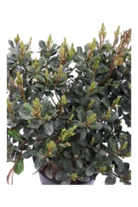 Rhaphiolepis Umbellata v33 egarden.store online