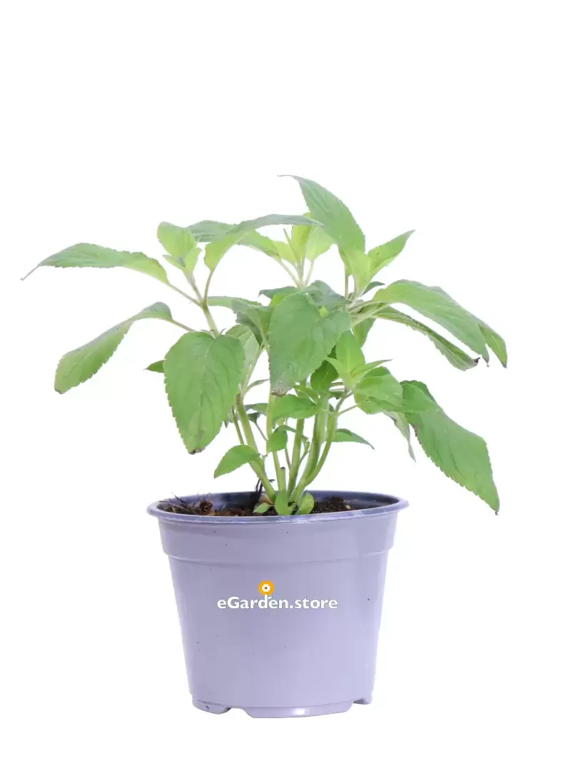 Salvia Ananas - Salvia Rutilans v14 egarden.store online