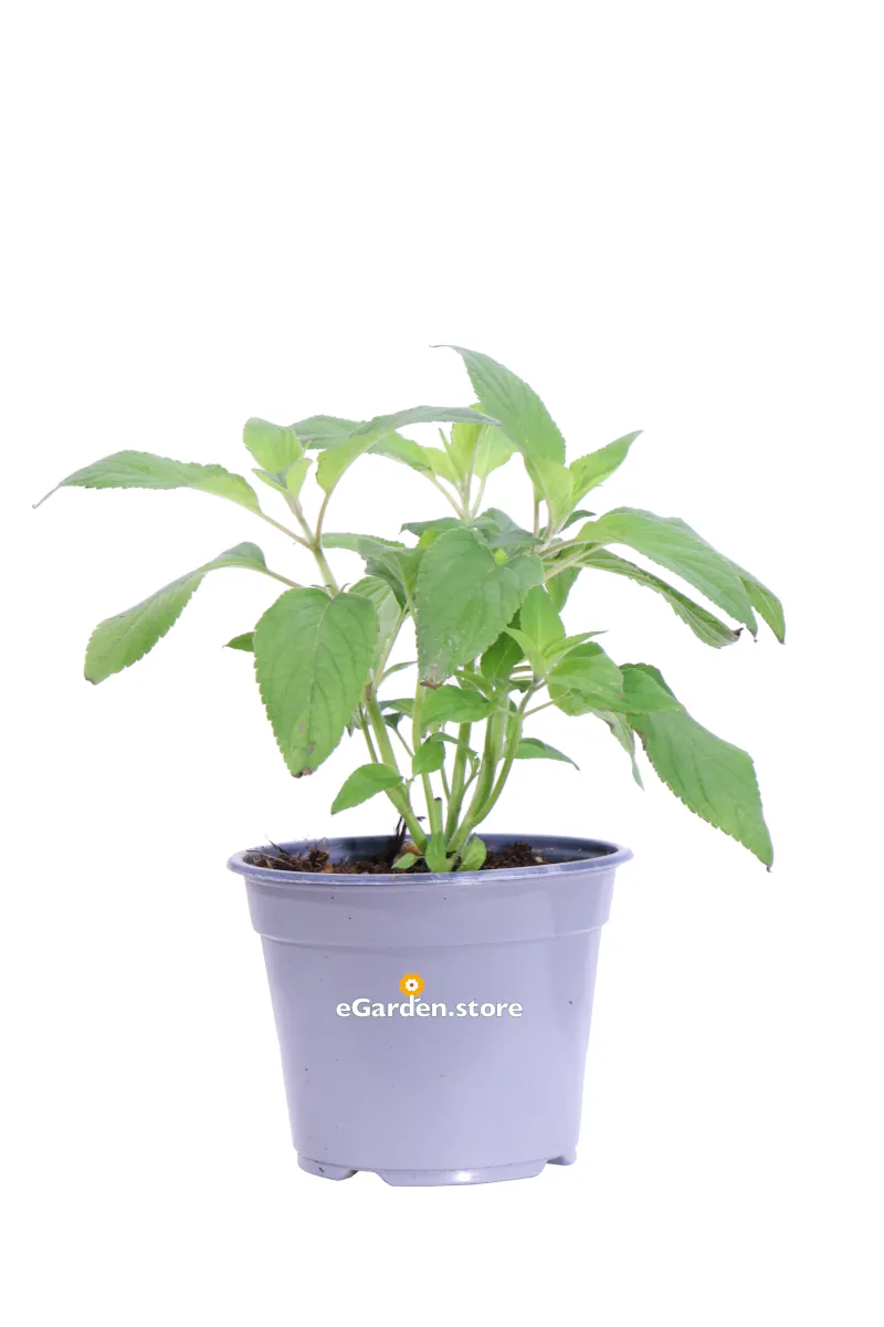 Salvia Ananas - Salvia Rutilans v14 egarden.store online