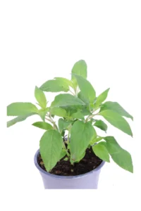 Salvia Ananas - Salvia Rutilans v14 egarden.store online