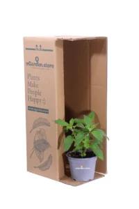 Salvia Ananas - Salvia Rutilans v14 egarden.store online