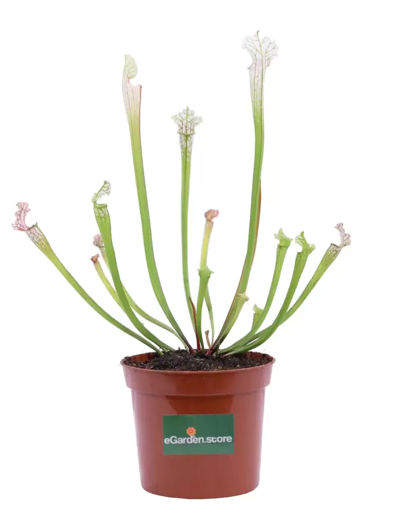 Sarracenia Leucophylla v9 egarden.store online