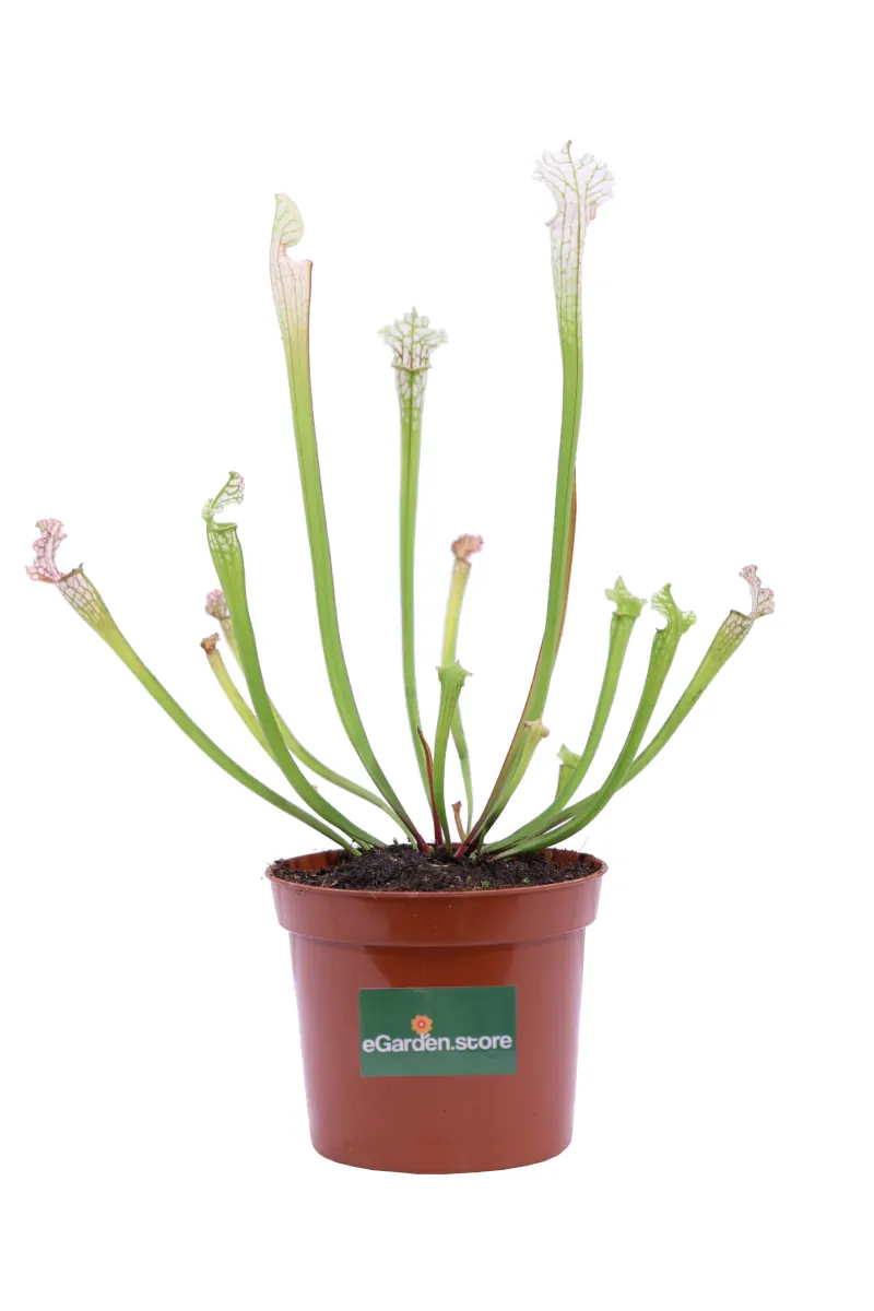 Sarracenia Leucophylla v9 egarden.store online