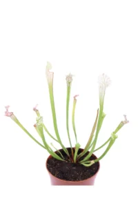 Sarracenia Leucophylla v9 egarden.store online