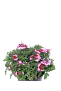 Verbena Tapien Bicolor v.14 egarden.store online