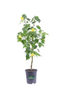 Abutilon Julia Alberello v19 egarden.store online
