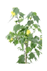 Abutilon Julia Alberello v19 egarden.store online