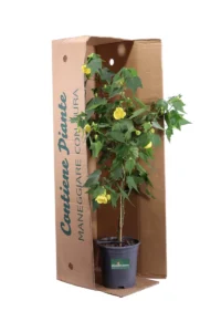 Abutilon Julia Alberello v19 egarden.store online