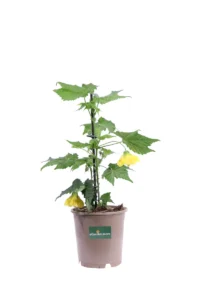 Abutilon Little Sunshine v15 egarden.store online