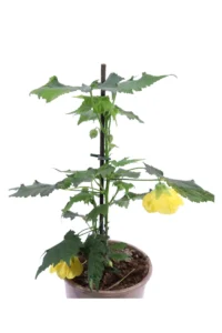 Abutilon Little Sunshine v15 egarden.store online