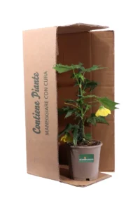 Abutilon Little Sunshine v15 egarden.store online