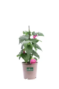 Abutilon Pink Parasol v15 egarden.store online