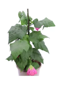 Abutilon Pink Parasol v15 egarden.store online