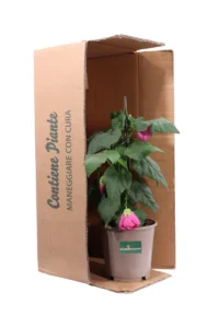 Abutilon Pink Parasol v15 egarden.store online