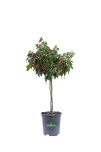 Abutilon Red Trumpet Alberello v19 egarden.store online