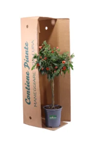 Abutilon Red Trumpet Alberello