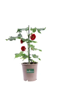 Abutilon Voodoo v15 egarden.store online