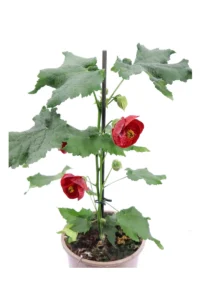Abutilon Voodoo v15 egarden.store online