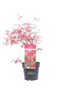 Acero Japanese Jewel - Beni-Maiko v19 egarden.store online