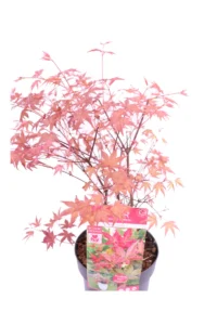 Acero Japanese Jewel - Beni-Maiko v19 egarden.store online