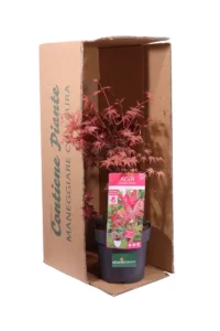 Acero Japanese Jewel - Beni-Maiko