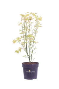 Acero Japanese Jewel - Orange Dream v19 egarden.store 1 Acero Japanese Jewel - Orange Dream v19 egarden.store online