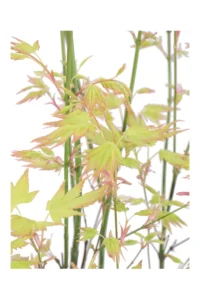 Acero Japanese Jewel - Orange Dream v19 egarden.store 2 Acero Japanese Jewel - Orange Dream v19 egarden.store online