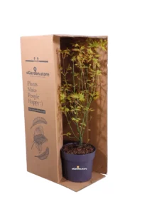 Acero Japanese Jewel - Orange Dream v19 egarden.store 3 Acero Japanese Jewel - Orange Dream v19 egarden.store online