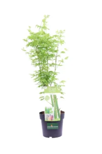 Acero Winter Jewel - Going Green v19 egarden.store online