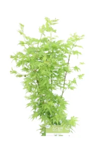 Acero Winter Jewel - Going Green v19 egarden.store online