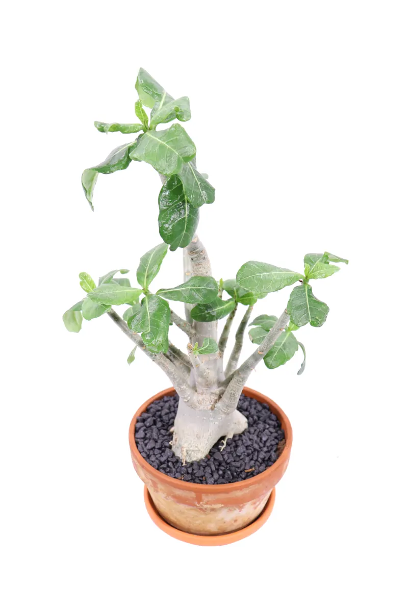 Adenium Baobab Deco v15 egarden.store online