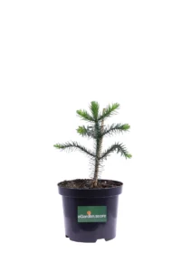 Araucaria Araucana v19 egarden.store online
