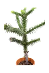 Araucaria Araucana v23 egarden.store online