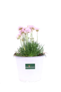 Armeria Maritima Lilla v14 egarden.store online