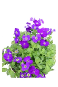 Aubrieta Gracilis Kitte Blue v13 egarden.store online